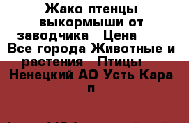 Жако птенцы выкормыши от заводчика › Цена ­ 1 - Все города Животные и растения » Птицы   . Ненецкий АО,Усть-Кара п.
